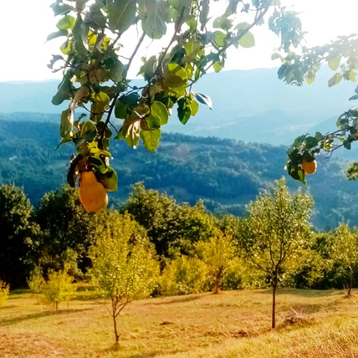 Kraljica jeseni- dunja- iskoristite list, plod i semenke